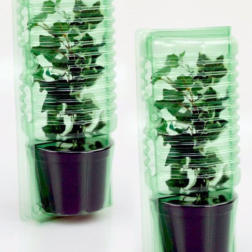 Pacco per ordine per corrispondenza per 1 pianta in un vaso di ø12x9cm.