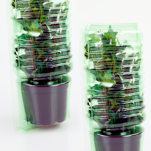Pacco per ordine per corrispondenza per 1 pianta in un vaso di ø12x9cm.