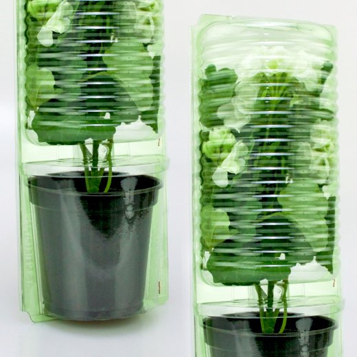 Pacco per ordine per 1 pianta in un vaso di ø14x14cm (adatto anche per vasi di ø15x13cm).