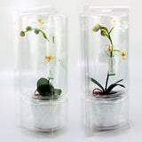 Confezione per 1 pianta in vaso ø15x9cm.