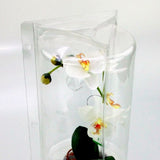 Confezione per 1 pianta in vaso ø15x9cm.