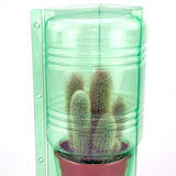 Pacco per ordine per corrispondenza per 1 pianta in un vaso di ø17x16cm.