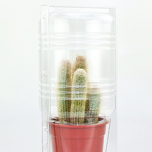 Confezione per 1 pianta in vaso ø17x16cm.