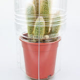 Confezione per 1 pianta in vaso ø17x16cm.