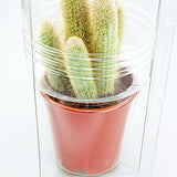 Confezione per 1 pianta in vaso ø17x16cm.