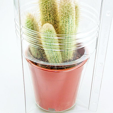 Confezione per 1 pianta in vaso ø17x16cm - Cartone da 75 pz