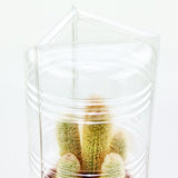 Confezione per 1 pianta in vaso ø17x16cm.