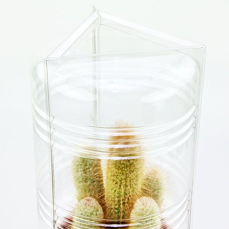 Confezione per 1 pianta in vaso ø17x16cm - Cartone da 75 pz
