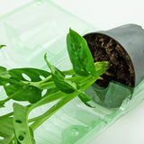 Pacco per ordine per corrispondenza per 1 pianta in un vaso di ø10,5x9cm.