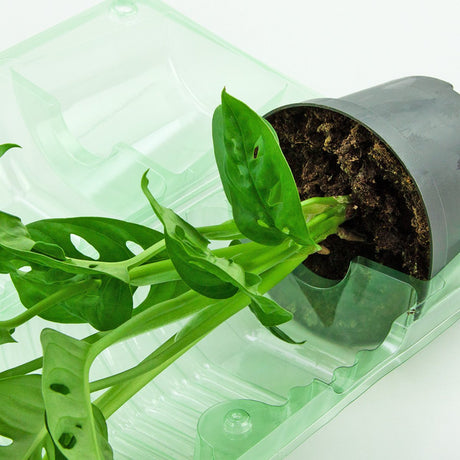 Pacco per ordine per corrispondenza per 1 pianta in un vaso di ø10,5x9cm - Confezione da 200 pz