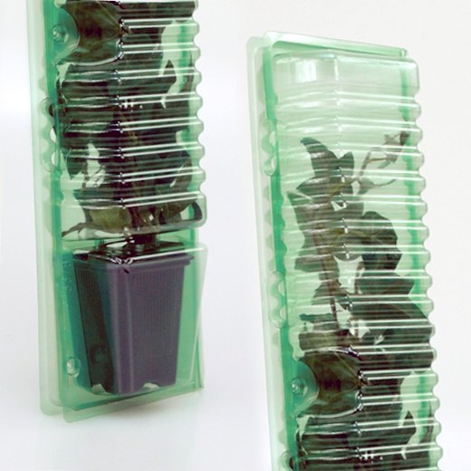 Pacco per ordine per corrispondenza per 1 pianta in vaso 7x7x8 cm.