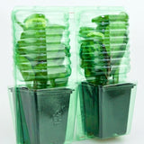 Pacco per ordine per corrispondenza contenente 2 piante in un vaso di 9x9x10 cm.