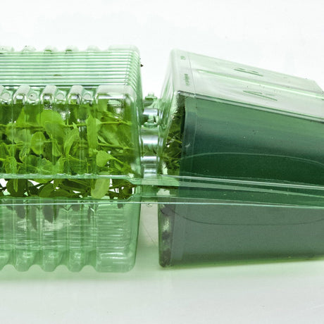 Pacco per ordine per corrispondenza contenente 2 piante in un vaso di 9x9x10 cm - Confezione da 200 pz