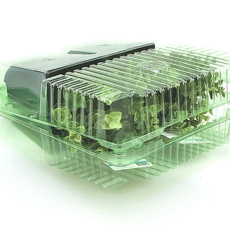 Pacco per ordine per corrispondenza contenente 2 piante in vasi di 11x11x12 cm - Confezione da 125 pz