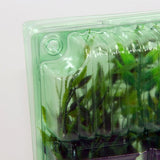 Pacco per ordine per corrispondenza contenente 3 piante in vasi di 7x7x8 cm.