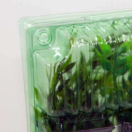 Pacco per ordine per corrispondenza contenente 3 piante in vasi di 7x7x8 cm - Confezione da 350 pz