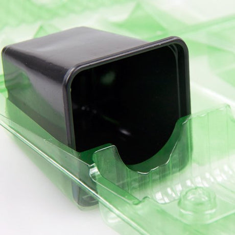 Pacco per ordine per corrispondenza contenente 3 piante in vasi di 7x7x8 cm - Confezione da 350 pz