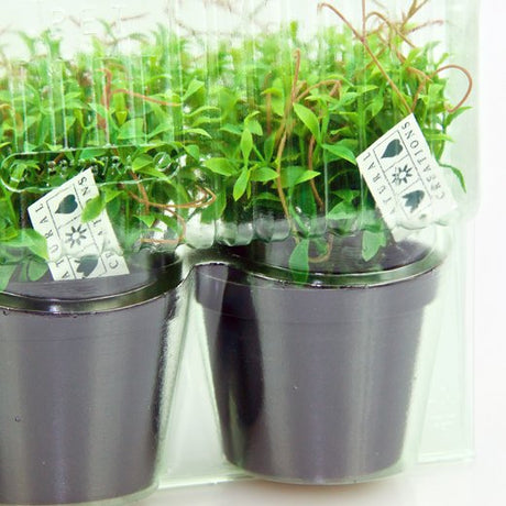 Pacco per ordine postale per 3 piante in vasi ø9x7cm - Confezione da 200 pz