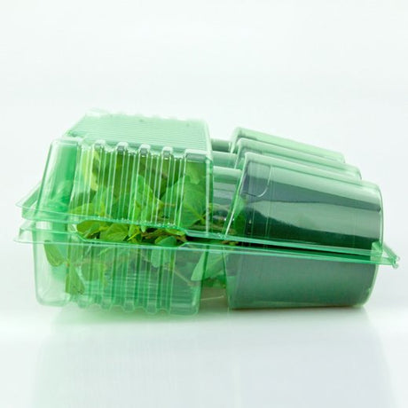 Pacco per ordine per corrispondenza contenente 3 piante in vasi di ø10,5x9cm - Confezione da 200 pz