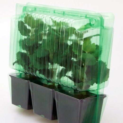 Pacco per ordine per corrispondenza contenente 3 piante in vasi di 8x8x7 cm.