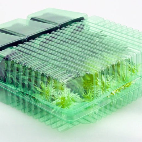 Pacco per ordine per corrispondenza contenente 3 piante in vasi di 9x9x10 cm - Confezione da 200 pz