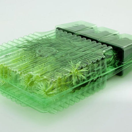 Pacco per ordine per corrispondenza contenente 3 piante in vasi di 7x7x8 cm - Confezione da 150 pz