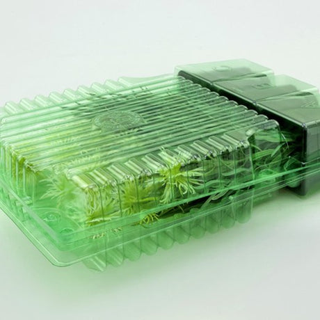 Pacco per ordine per corrispondenza contenente 3 piante in vasi di 7x7x8 cm - Confezione da 150 pz