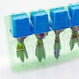 Pacco per ordine per corrispondenza contenente 4 bulbi di fiori in vasi di 7x7x6 cm.