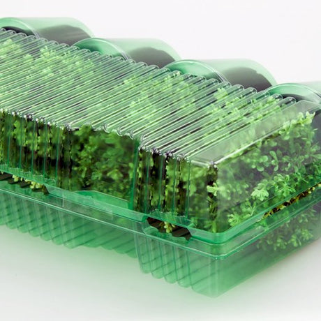 Pacco per ordine per corrispondenza contenente 4 piante in vasi ø12x9cm - Confezione da 125 pz