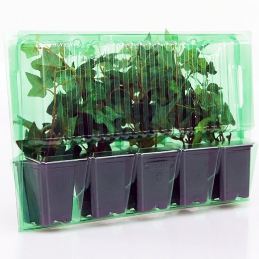 Pacco per ordine per corrispondenza contenente 5 piante in vasi di 7x7x8 cm.