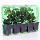 Pacco per ordine per corrispondenza contenente 5 piante in vasi di 7x7x8 cm.