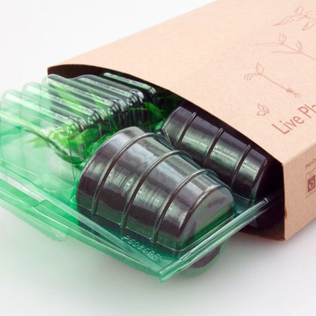Pacco per ordine postale per 6 tappi ø60x60mm (conico) - Confezione da 150 pz