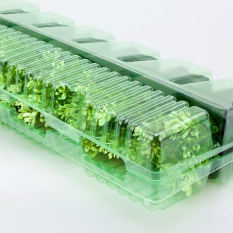 Pacco per ordine per corrispondenza contenente 6 piante in vasi di 7x7x8 cm - Confezione da 200 pz