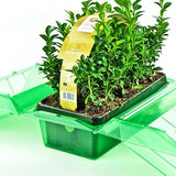 Pacco per ordine per un vassoio per piante 275x140x80mm con Lavanda o Bosso.