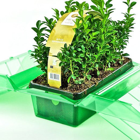 Pacco per ordine per un vassoio per piante 275x140x80mm con Lavanda o Bosso - Confezione da 75 pz