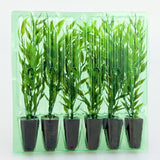 Pacco per ordine postale per 6 tappi 36x36x55mm (conico).