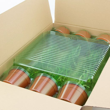 Un pacco di mezza spedizione per 6 piante in un vaso di ø13x10cm - Confezione da 125 pz
