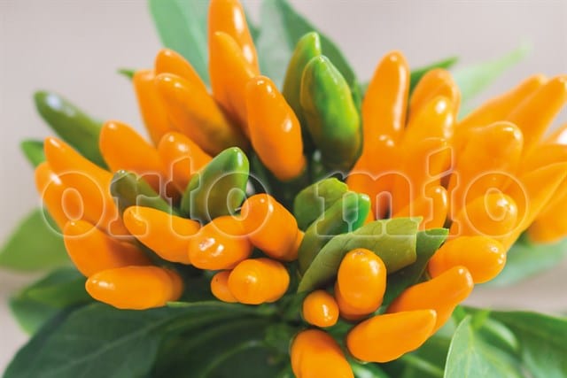 Peperoncino piccante HOT mazzetti arancio Stromboli - 1 pianta v.10 cm - Orto Mio Orto Mio
