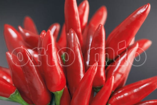 Peperoncino piccante HOT mazzetti rosso Etna - 1 pianta v.10 cm - Orto Mio Orto Mio