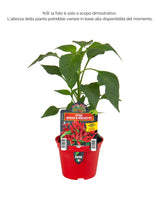 Peperoncino piccante HOT mazzetti rosso Etna - 1 pianta v.10 cm - Orto Mio Orto Mio