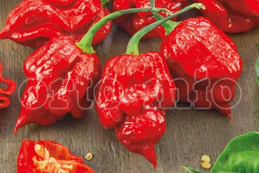 Peperoncino piccante Scorpion rosso super hot - 1 pianta v.10 cm - Orto Mio Orto Mio