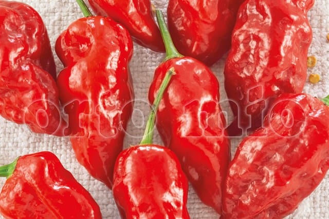 Peperoncino piccante SUPER HOT Naga Morich rosso - 1 pianta v.10 cm - Orto Mio Orto Mio