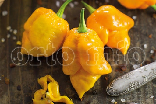 Peperoncino piccante SUPER HOT Scorpion giallo - 1 pianta v.10 cm - Orto Mio Orto Mio