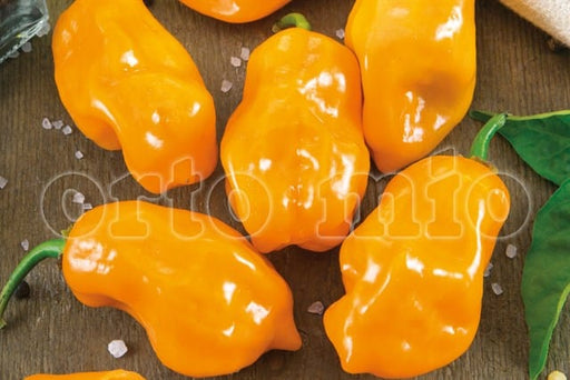 Peperoncino piccante VERY HOT Habanero arancione - 1 pianta  v.10 cm - Orto Mio Orto Mio