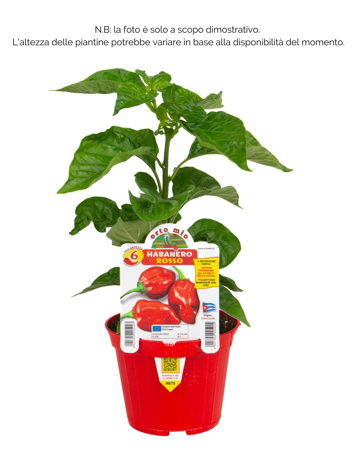 Peperoncino piccante VERY HOT Habanero rosso - 1 pianta v.10 cm - Orto Mio Orto Mio