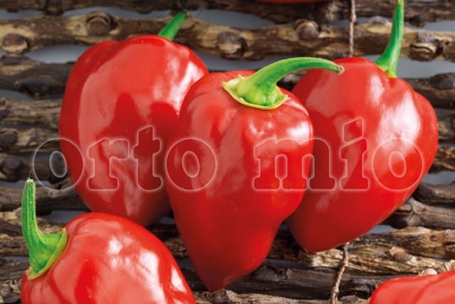 Peperoncino piccante VERY HOT Habanero rosso - 1 pianta v.10 cm - Orto Mio Orto Mio