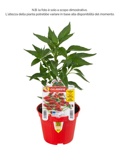 Peperone piccante calabrese diavolicchio Italico F1 - 1 pianta v.10 cm - Orto Mio Orto Mio