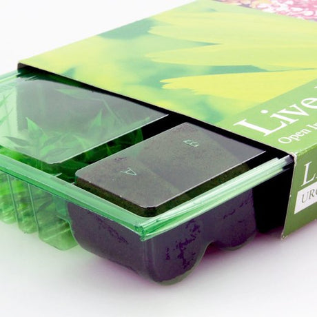 Pacco per ordine postale per 5 tappi ø38x50mm - Confezione da 200 pz