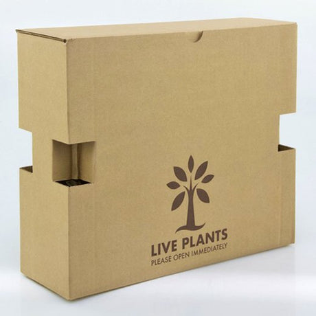 Pacco per ordine per corrispondenza contenente 4 piante in vasi di 7x7x8 cm - Confezione da 250 pz