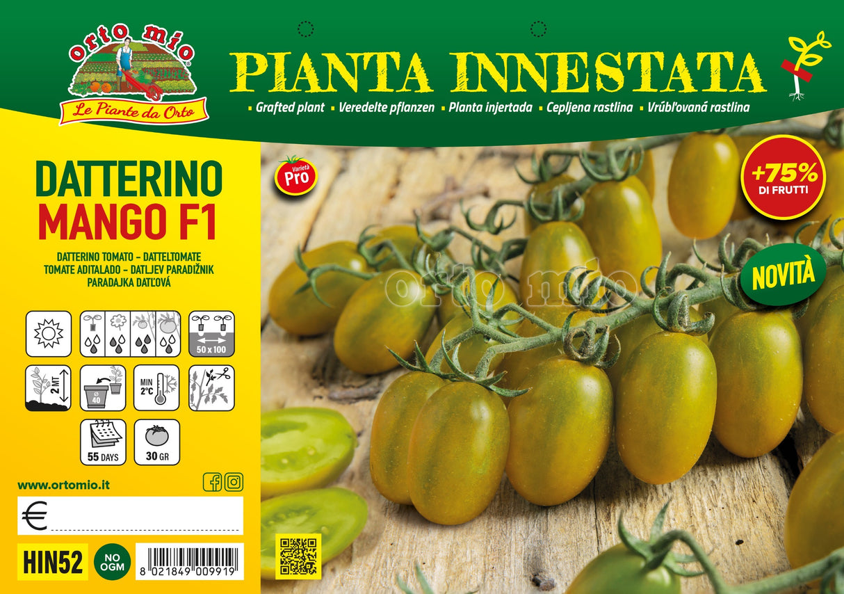 Pomodoro datterino verde (da palo) Mango F1 - vaschetta 6 piante o innestata